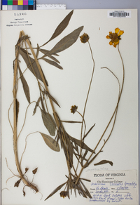 Coreopsis lanceolata image