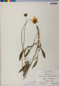 Coreopsis lanceolata image