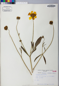 Coreopsis lanceolata image