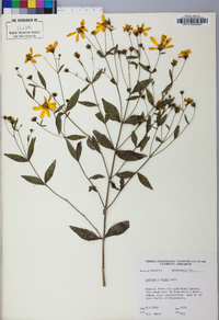 Coreopsis major image