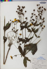 Coreopsis major image