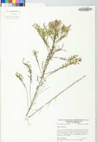 Symphyotrichum ericoides image