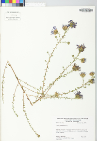 Symphyotrichum grandiflorum image