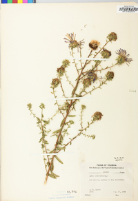 Symphyotrichum grandiflorum image