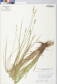 Carex ruthii image