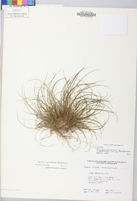 Carex rugosperma image