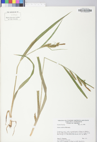 Carex scabrata image