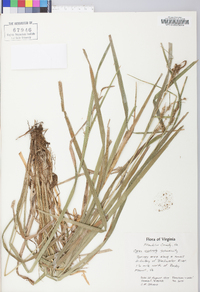 Carex scabrata image