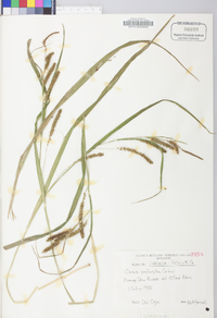 Carex scabrata image