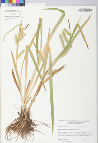 Carex schweinitzii image