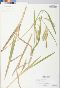 Carex schweinitzii image