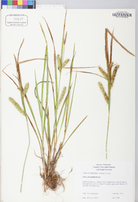 Carex schweinitzii image