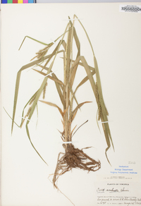 Carex scabrata image