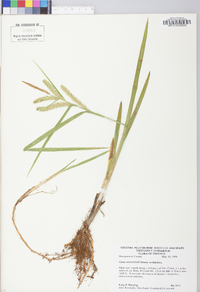 Carex schweinitzii image