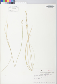 Carex seorsa image