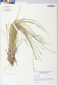 Carex seorsa image