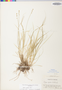 Carex seorsa image