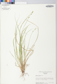 Carex seorsa image