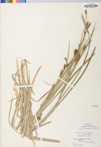 Carex shortiana image