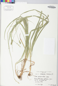 Carex sparganioides image