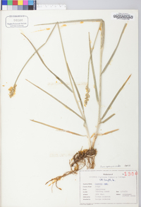 Carex sparganioides image