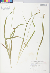 Carex sparganioides image