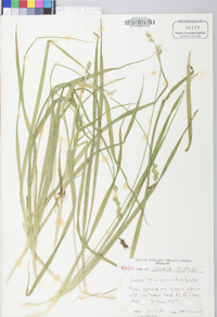 Carex sparganioides image