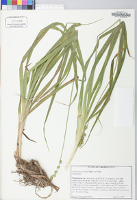 Carex sparganioides image