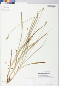 Carex sparganioides image