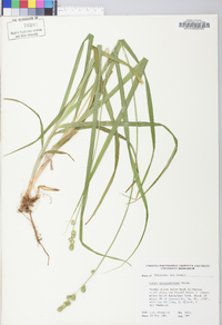 Carex sparganioides image