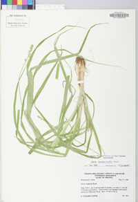 Carex sparganioides image