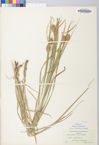 Carex squarrosa image