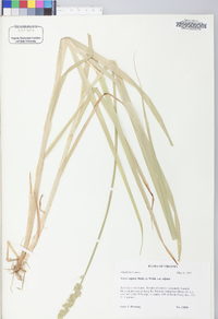 Carex stipata var. stipata image