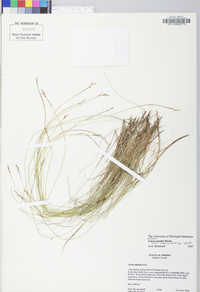 Carex sterilis image