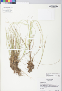 Carex sterilis image