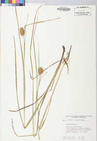 Carex squarrosa image