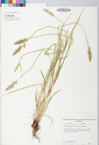 Carex stipata var. stipata image