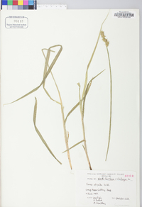 Carex stipata var. stipata image