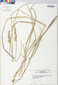 Carex stipata var. stipata image