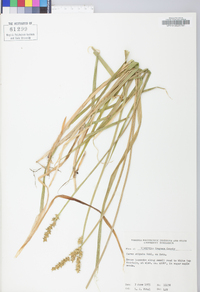 Carex stipata var. stipata image