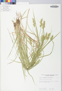 Carex stipata var. stipata image