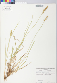 Carex stipata var. stipata image