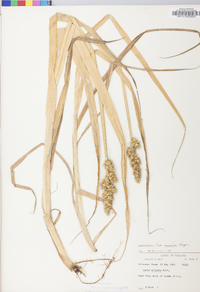 Carex stipata var. maxima image