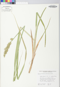 Carex stipata var. maxima image