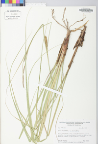 Carex striata image