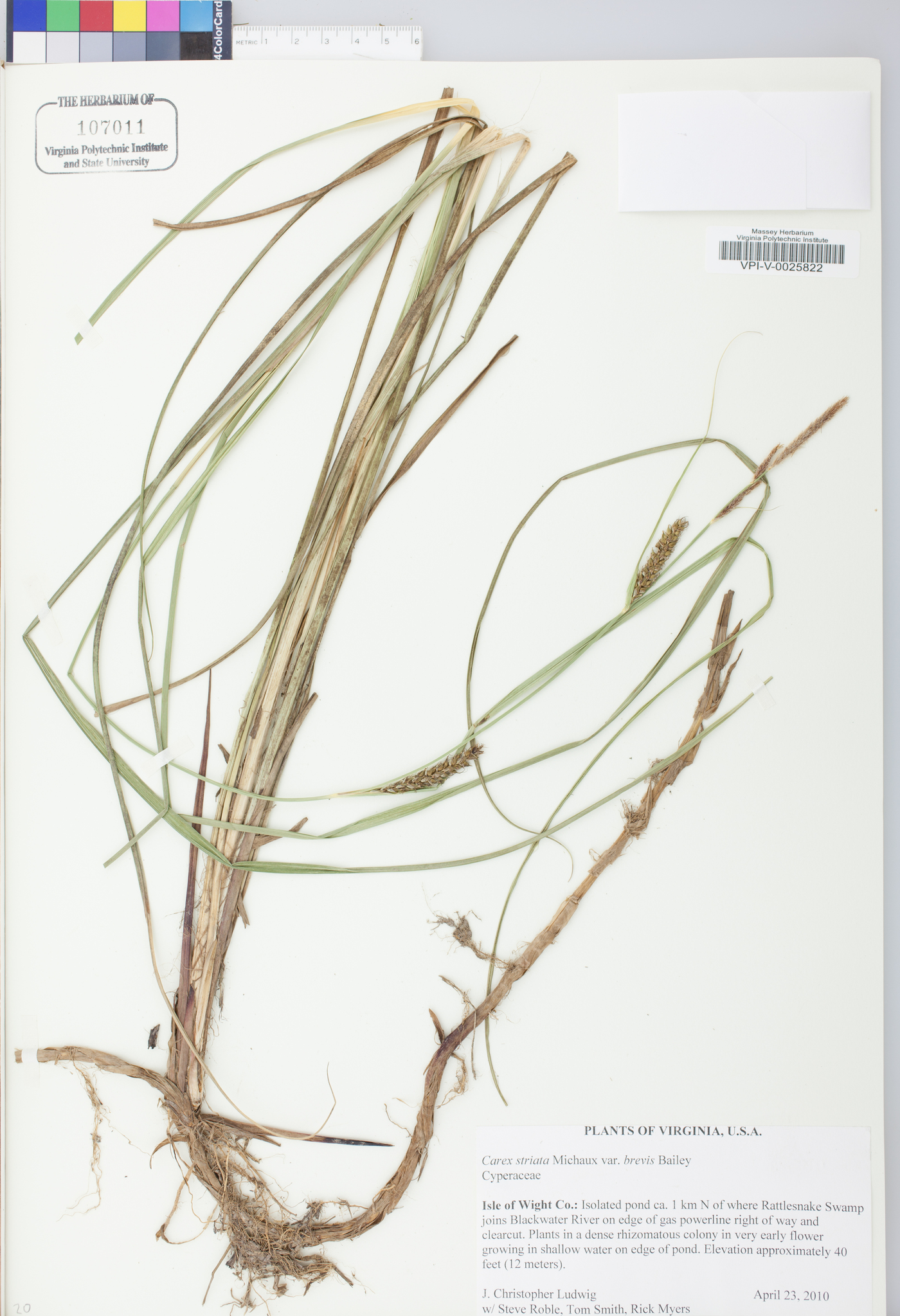 Carex striata image