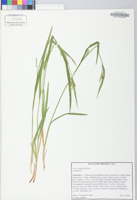 Carex striatula image