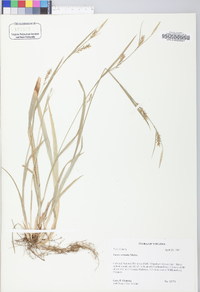 Carex striatula image