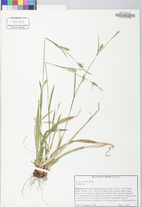 Carex striatula image