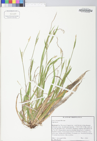 Carex striatula image